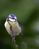 Blue_Tit_8